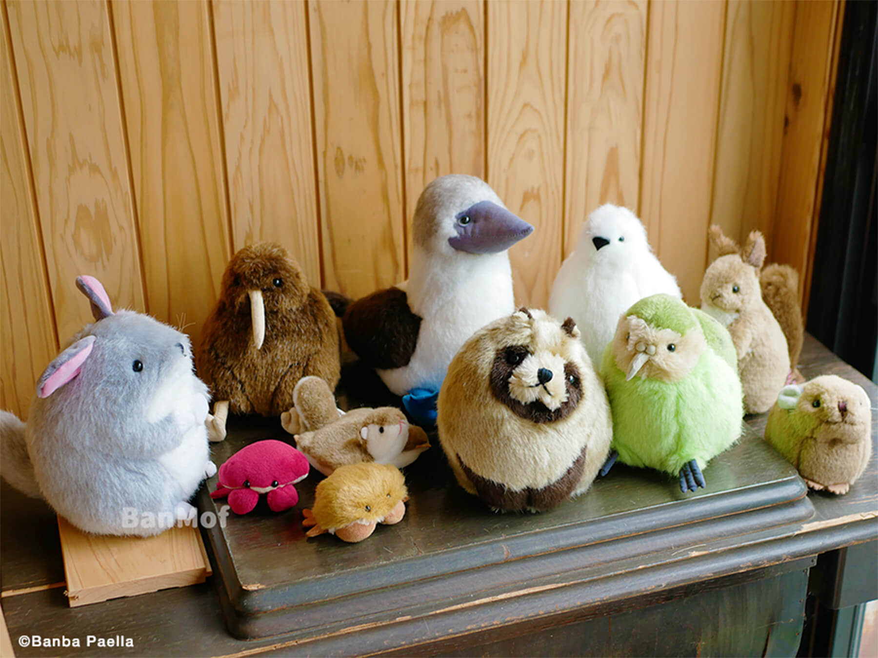 ばんばぱえりあさんのぬいぐるみ作品 左から「チンチラ、キウイ、スベスベマンジュウガニ、モフモフマンジュウガニ、モモンガ、アオアシカツオドリ、えぞこだぬき、ライチョウ、カカポ、エゾリス、ナキウサギ」